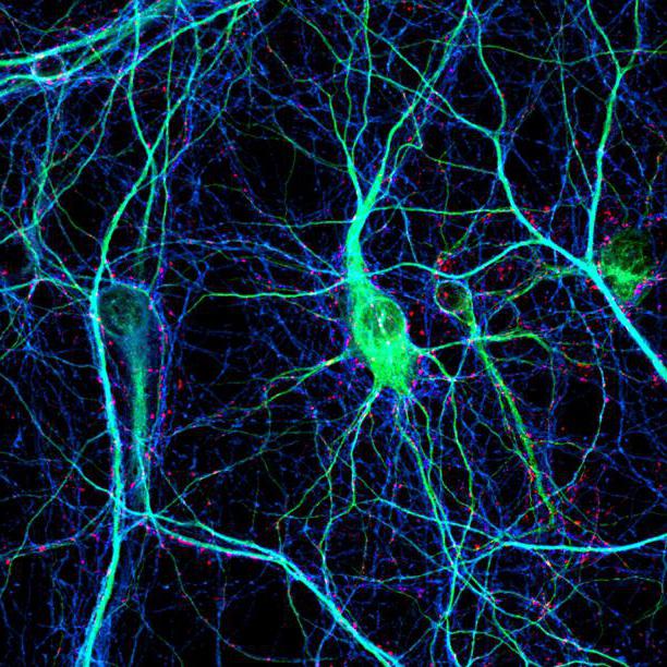 axons and dendrites