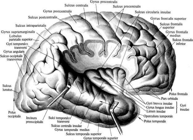Grooves and convolutions of the brain