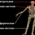Центральная и периферическая нервные системы человека