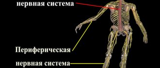 Центральная и периферическая нервные системы человека