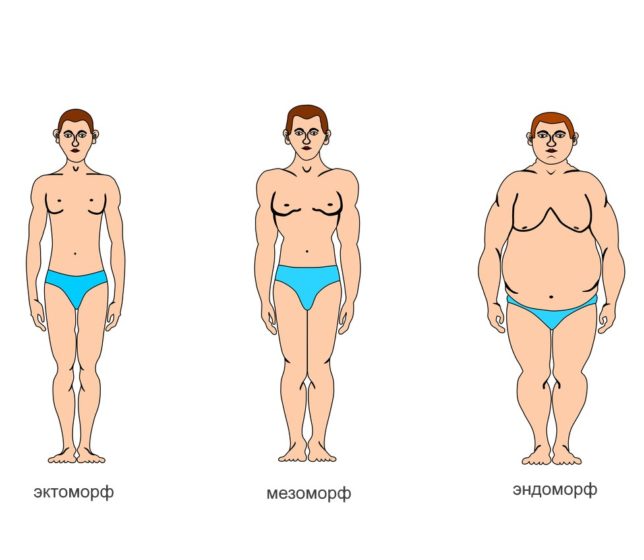 Что такое тип телосложения и каким бывает?