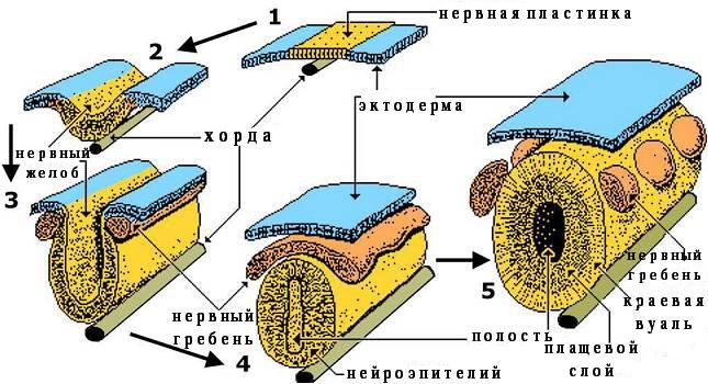 Formation of the neural tube
