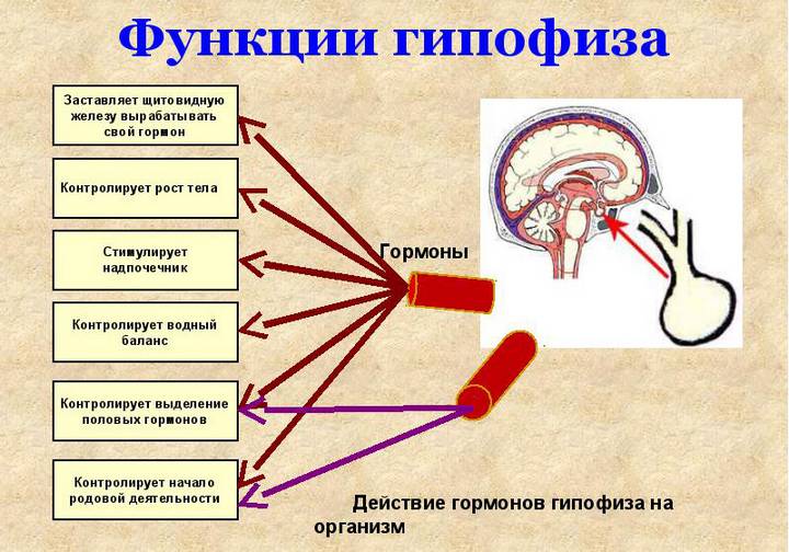 Functions of the pituitary gland