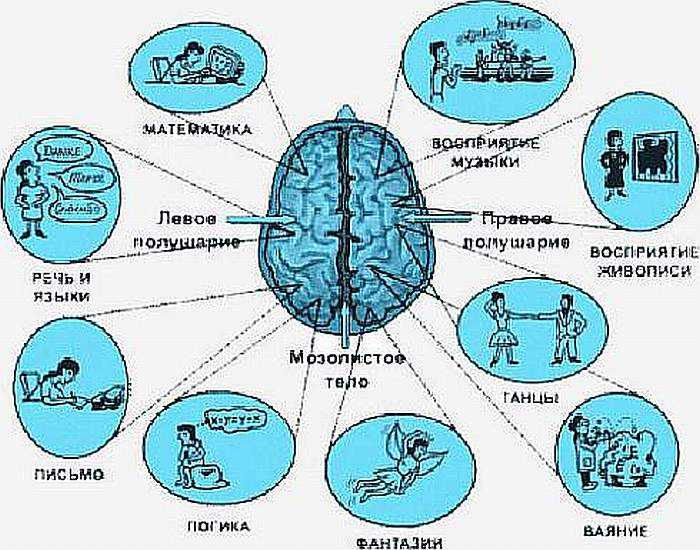 Functions of the left and right hemispheres of the brain