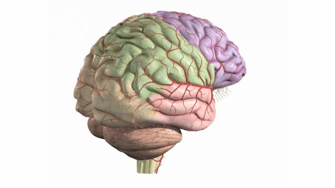 cerebral cortex and vessels