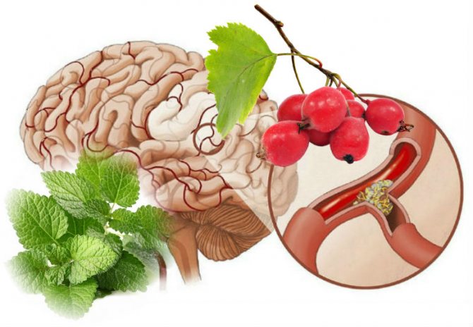 medicinal plants for brain vessels