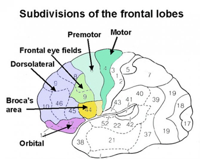 frontal areas of the brain