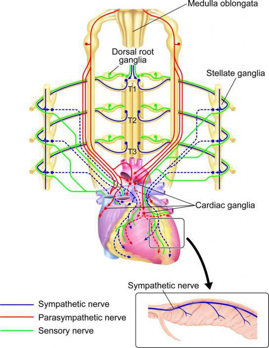 Metasympathetic autonomic nervous system
