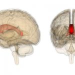 мозолистое тело мозга