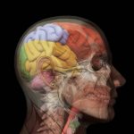 Области головы. Анатомия головы человека