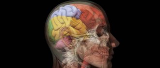 Head areas. Anatomy of the human head 