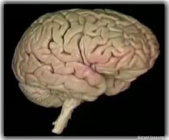 отделы мозга и их функции