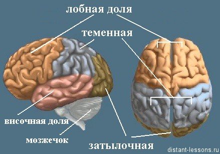 parts of the brain and their functions