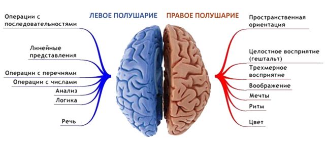 полушария мозга и функции
