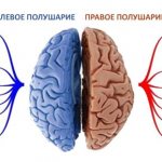 полушария мозга и функции