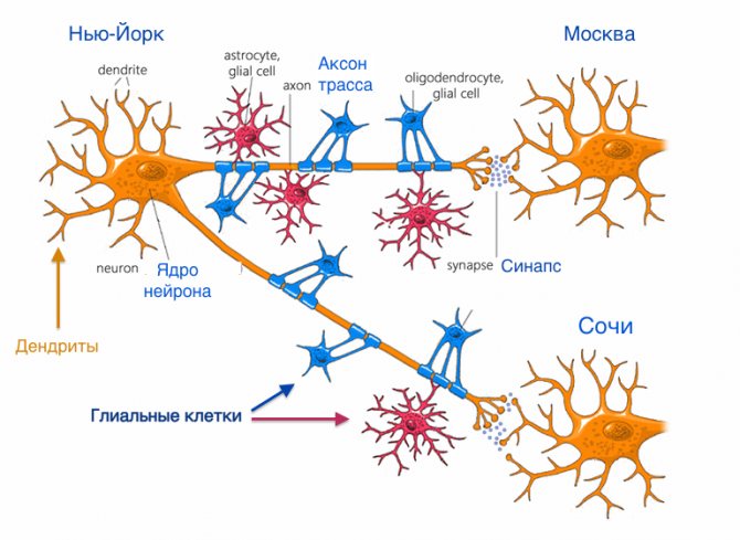 Прохождение импульса по нейронам