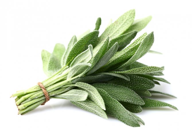 Bunch of sage