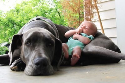 Ребенок и пес
