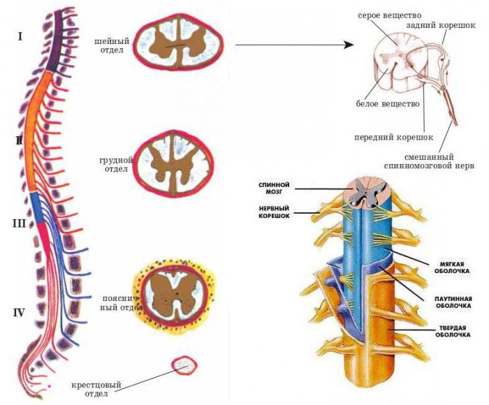 The reflex function of the spinal cord is to transmit