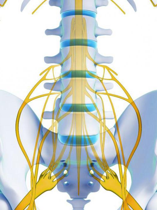 Reflex and conduction functions of the spinal cord