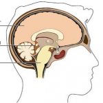 Шишковидная железа головного мозга