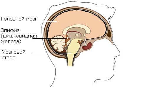 Шишковидная железа головного мозга
