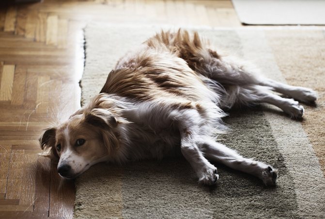 Symptoms of ataxia in a dog