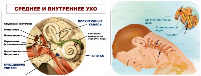 среднее и внутреннее ухо , шейный остеохондроз