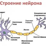 строение нейрона