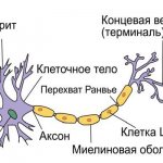 структура нейрона