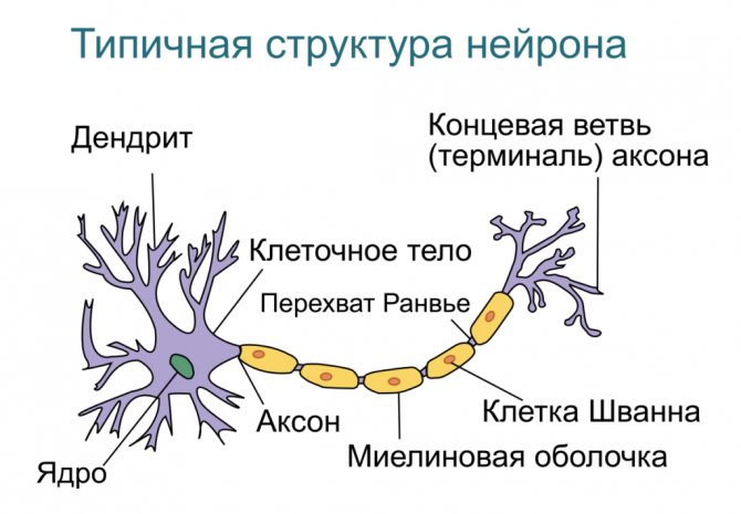 Структура нейрона