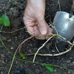 removal of the root system