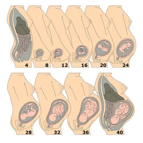 Uterine enlargement by week of pregnancy