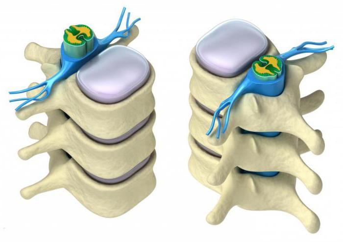 What is the reflex function of the spinal cord?