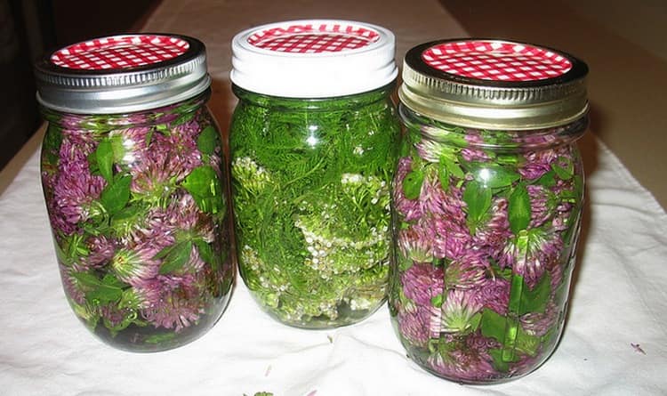 At home, you can use a tincture of clover flowers for treatment.