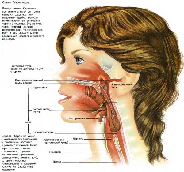 языкоглоточный нерв