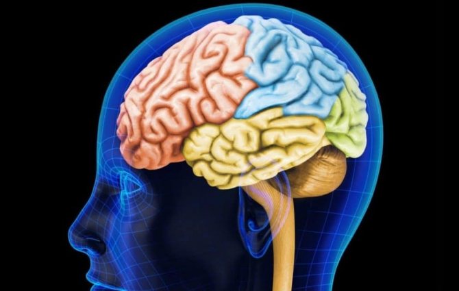 What is the parietal lobe of the brain responsible for?